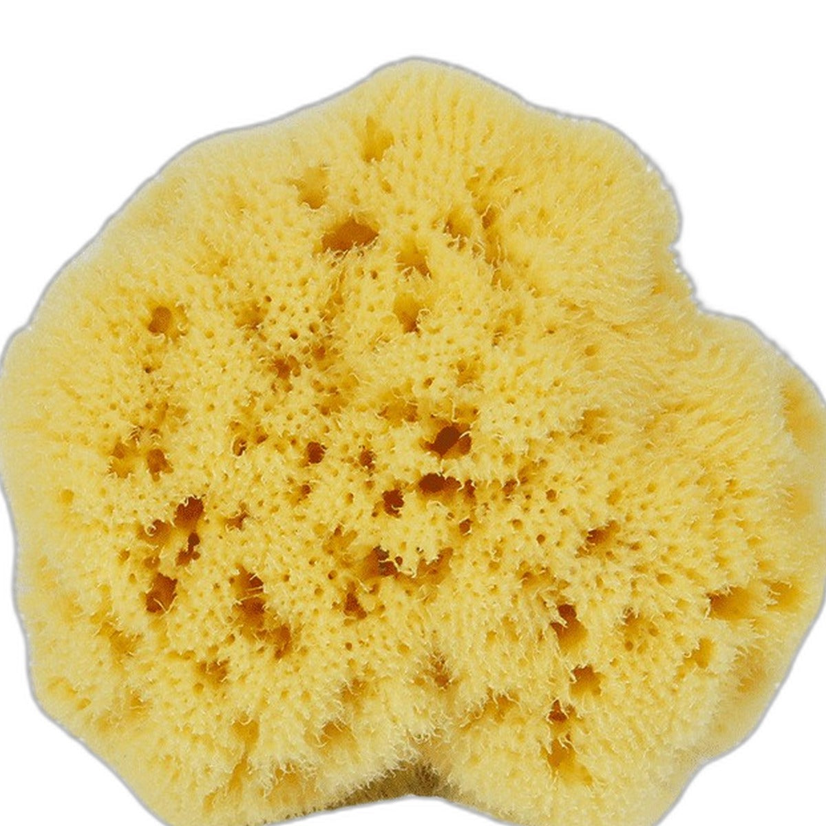 Natural Mediterranean sea sponge by Glow Ritual
