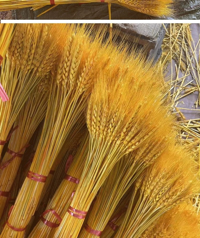 Dried wheat bundle by Glow Ritual
