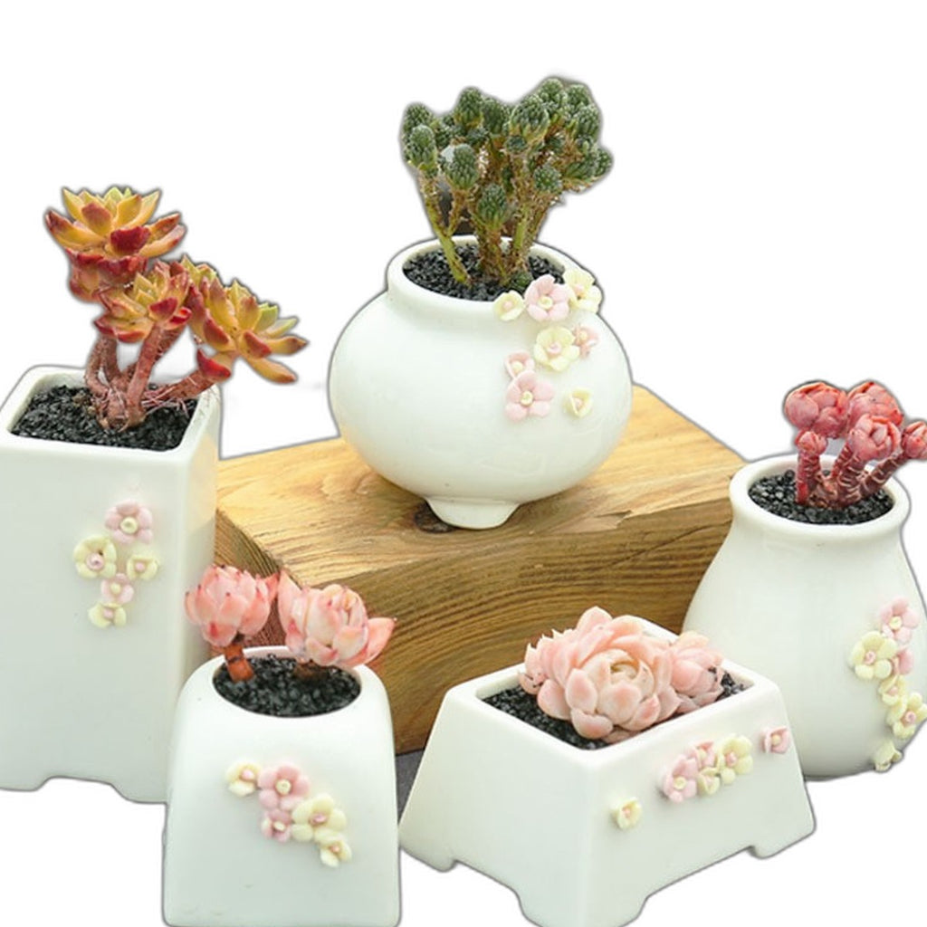 Succulent pots set by Glow Ritual