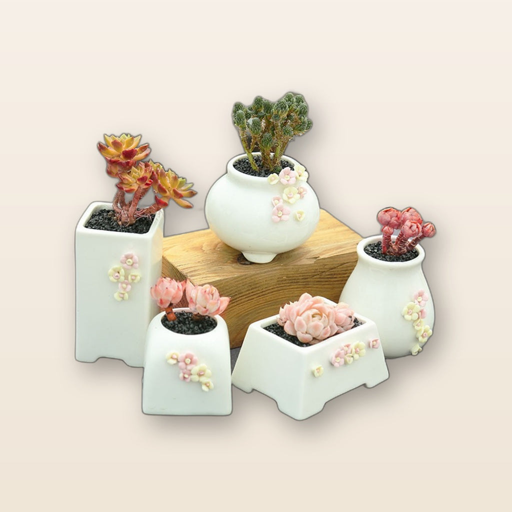 Succulent pots set by Glow Ritual