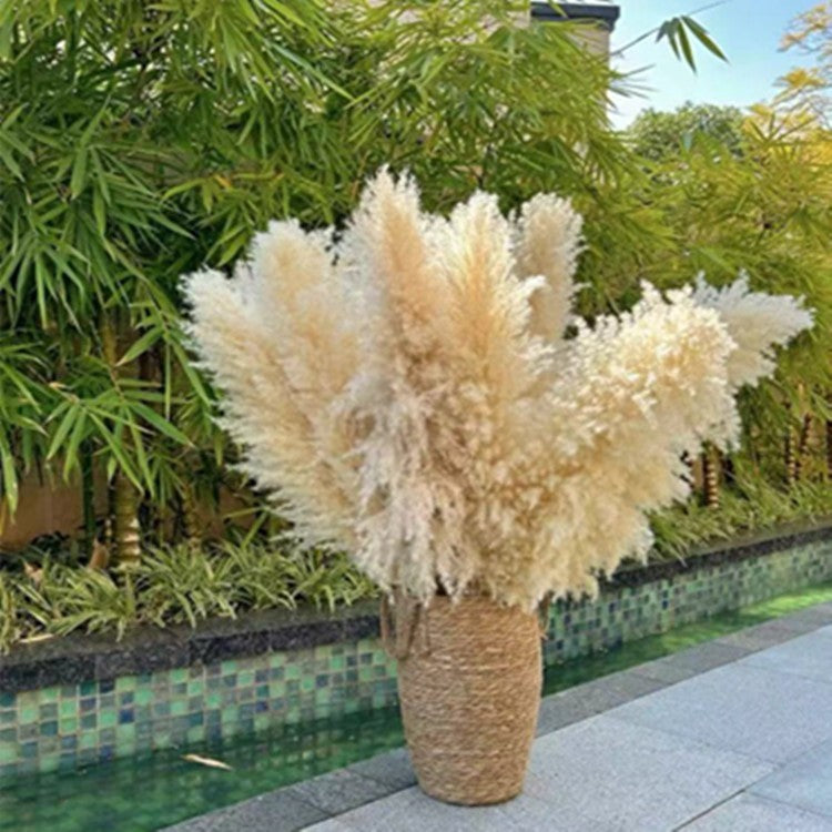 Natural dried cattail reeds by Glow Ritual