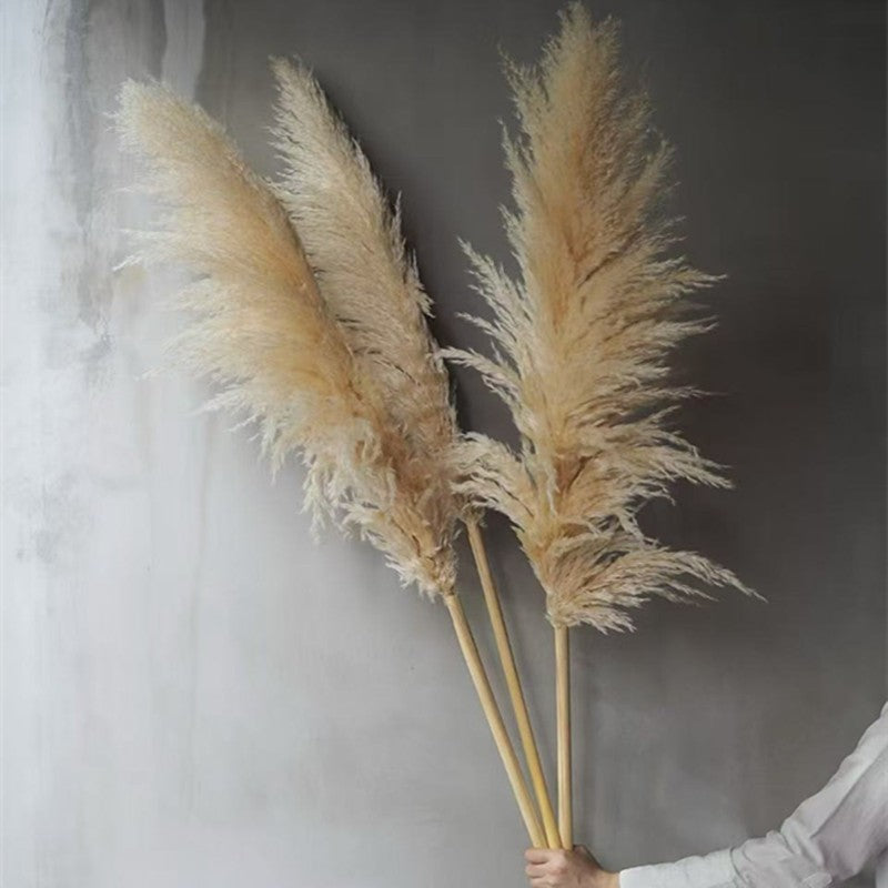 Natural dried cattail reeds by Glow Ritual