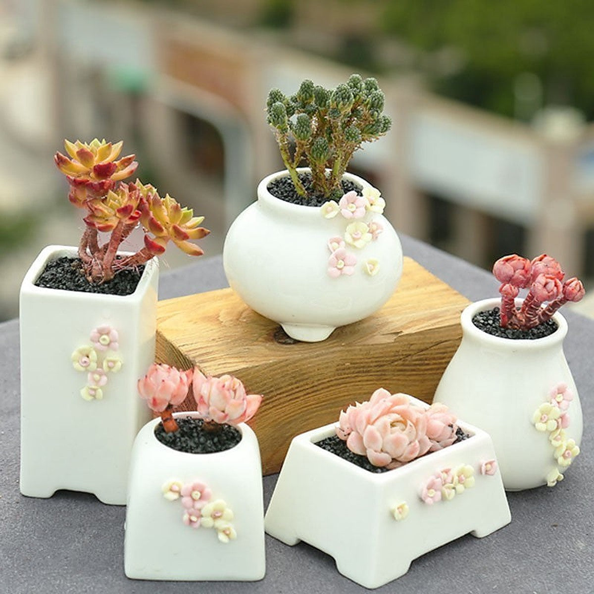 Succulent pots set by Glow Ritual